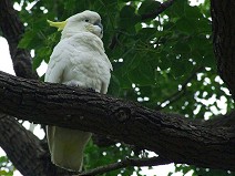 Parrot Kakadu